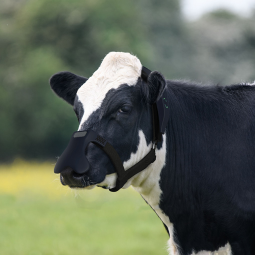 cow with a methane mask image 戴着甲烷面具的奶牛