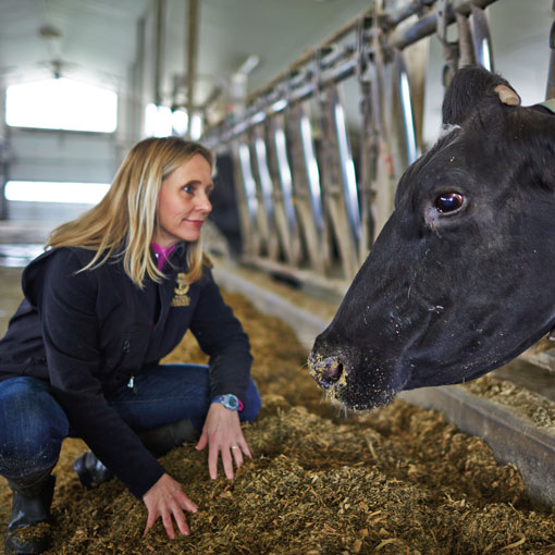 Improving livestock digestive health 改善牲畜消化健康