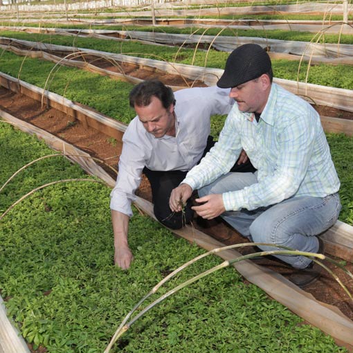 Couple of men looking at stevia crops 几个男人在看甜菊糖作物