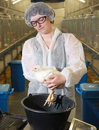 层肉用仔鸡饲料嘉吉动物营养雷竞技手机版安卓下载